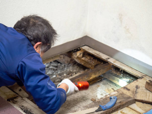 Best Professional Mold Removal  in Collinsburg, PA